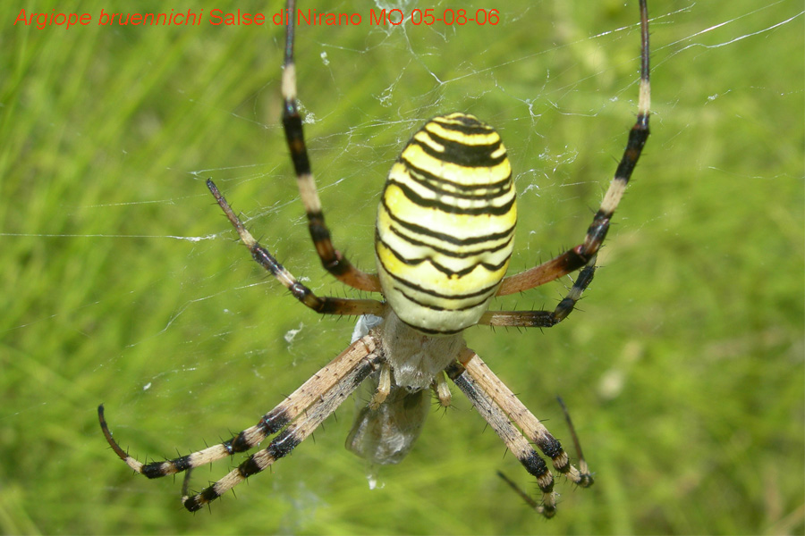 Argiope bruennichi